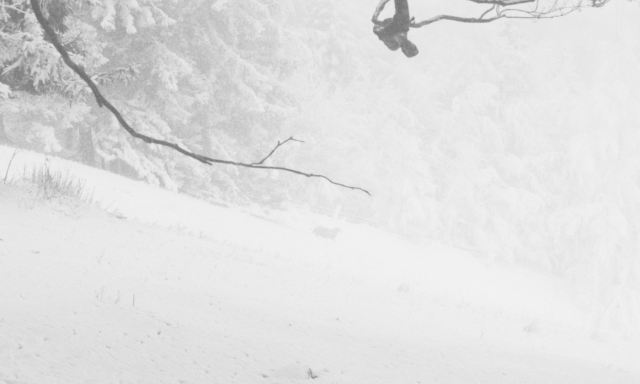 Črno-bela fotografija Jona Žagarja prikazuje ovco v zasneženi gozdni pokrajini, kjer se zaradi tonske redukcije motiv deloma zliva z okolico. Slika spremlja razstavo Pastir podobe Jona Žagarja v Galeriji EF.